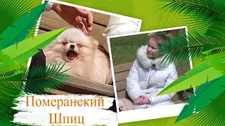 Померанский шпиц || Ребятам о зверятах || Выпуск 3