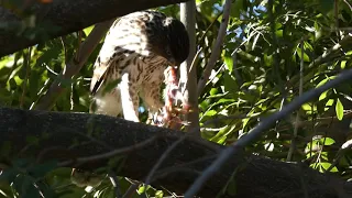 *Warning* Graphic video of a  Coopers hawk eating rat breakfast in Southern California. Part 2