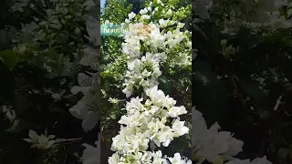 most beautiful flower plants in india | Beautiful | #bouganvillea 🏡