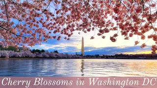 Cherry Blossoms of Washington DC - All You Need To Know About DC's Cherry Trees