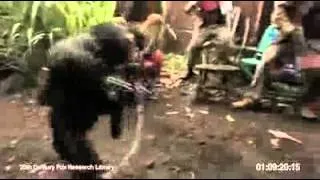 Monkey shoots pirates with machine gun