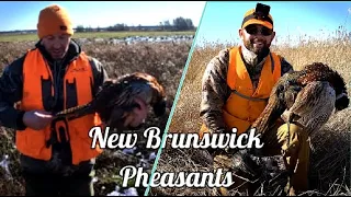 East Coast Pheasant Hunt