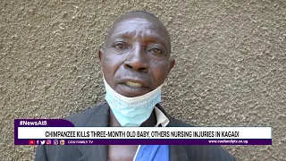 Chimpanzee Kills Three-Month Old Baby, Others Nursing Injuries In Kagadi.