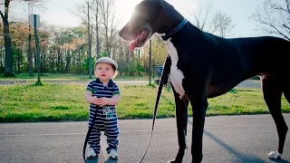 Дети выгуливают собак или наоборот - Funny dogs and kids - приколы