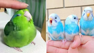 Smart And Funny Parrots Parrot Talking Videos Compilation (2024) - Cute Birds #30