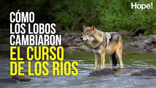 Cómo los lobos cambiaron el curso de los ríos