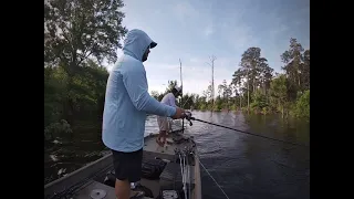 GIANT BASS, High water on Sam Rayburn