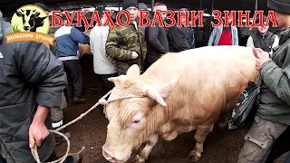 Нархи букахо, вазни зинда. Молбозори Хучанд