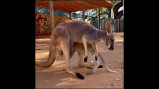 six-months-old kangaroo struggles to get into mothers pouch