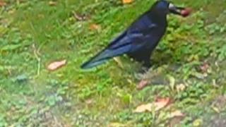 Crow tries to swallow a nut