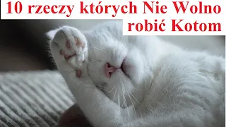 10 rzeczy których Nie Wolno robić Kotom