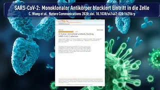 SARS-CoV-2 Monoklonaler Antikörper blockiert Eintritt in die Zelle