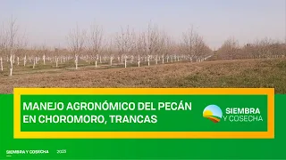 SIEMBRA Y COSECHA TV: Manejo agronómico de pecán en Trancas