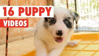 16 Funny Puppies Pet Video Compilation 2016