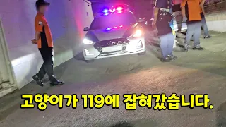 고양이가 119에 잡혀갔습니다..