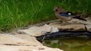 Сойка / Garrulus glandarius / Eurasian jay