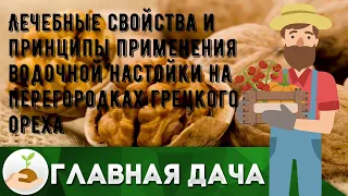 Лечебные свойства и принципы применения водочной настойки на перегородках грецкого ореха