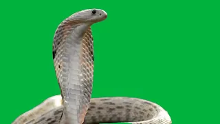 Snake Green Screen | Naagin Green Screen