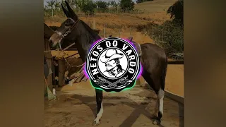 NETOS DO VARDO-  LAMBARI DA CORREDEIRA (CATIRA)(VIEIRA & VIEIRINHA)