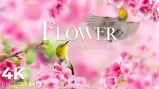 Flower World 4K • Relaxation Film - Peaceful Relaxing Music - Nature 4k Video UltraHD
