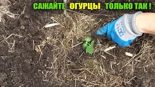 НЕ САЖАЙТЕ ОГУРЦЫ ПОКА НЕ ПОСМОТРИТЕ ЭТО ВИДЕО!ОГУРЦАМИ БУДЕТЕ ЗАВАЛЕНЫ!