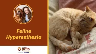 Dr. Becker on Feline Hyperesthesia
