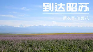 从特克斯转战昭苏 感受当地乡村生活 昭苏的薰衣草和油菜花真美