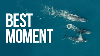 Humpback Whales playing with Dolphins in Western Australia.