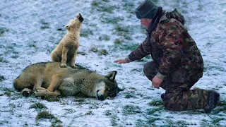 Man Saved This Crying Wolf Cub And Her Dying Mama Wolf, Days Later He Received The Amazed  “Thanks”