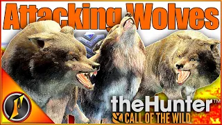 Hunting or BEING Hunted?!? | Aggressive Wolves AT NIGHT in theHunter Call of the Wild!