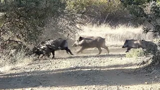 Muhteşem Yaban Domuzu Avı / Spectacular Wild Boar Hunt