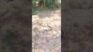 Black Cobra Snake Short video