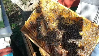 17.04.2020 Roszady w dadantach, chłodno, pszczoły niechętnie idą do nadstawek.