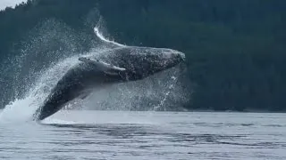 Watch Humpback Whale Jump Out of Water Nearly Landing On Kayakers