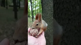 Балерина всё-таки села мне на ладонь. Но это не считается / Ballerina still sat on my palm