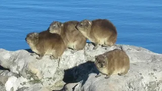 Dassies of Table Mountain