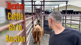 Dexter Cattle Go To Auction