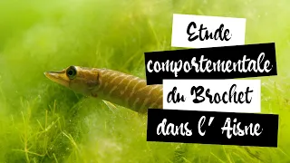 Etude comportementale du Brochet dans l'Aisne