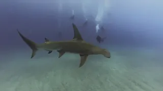 Hammerhead Shark Dive