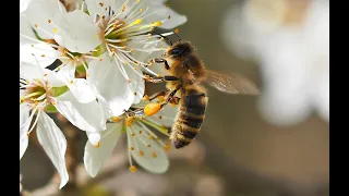 Слёт пчёл! Одна из причин слёта пчёл!