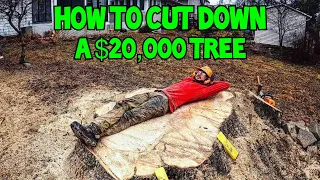 How To Cut Down A $20,000 Tree