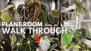 Plant room walkthrough! Spring plant chore planning + mini repot