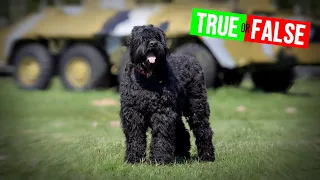 Used 17 Breeds to Create the Black Russian Terrier #terrier