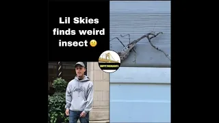 Lil Skies Finds Weird Insect 🤨