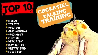 Top 10 Cockatiel Talking Traning, Teach Your Cockatiel to Talk, Cockatiel Talking Practice