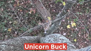 UNICORN BUCK comes to the base of my tree | Public Land | TINE RIGHT OUT OF HIS SKULL