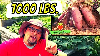 We'll Show You How to Grow 1000 Pounds of Sweet Potatoes! | Sweet Potato Garden Tour 2022