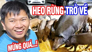 Vương Phạm Phát Hiện Bầy Heo Rừng Trở Về Sau 10 Ngày Mất Tích