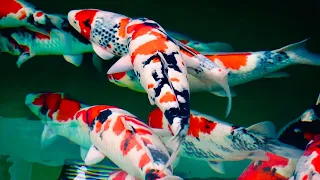 These Koi Fish Are Beautiful! *FIRST KOI FARM VISIT IN 2020