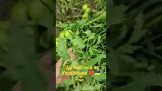 Посадили розсаду щоб не